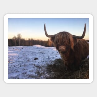 Scottish Highland Cattle Cow 2232 Sticker